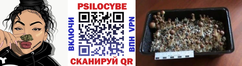 Псилоцибиновые грибы Psilocybine cubensis  mega ссылки  Апатиты 